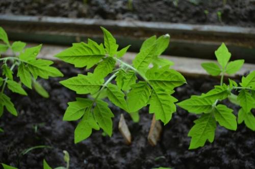 Ранний посев томатов. Учитываем Лунный календарь.