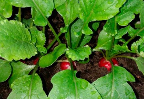 Чем подкармливать редис в теплице. Весенне-летнее удобрение для редиса