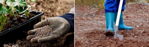 Посадка клубники осенью. Как посадить клубнику осенью в открытый грунт