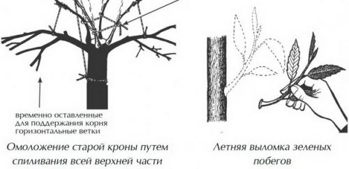 Техника обрезки деревьев. Дополнительные приемы