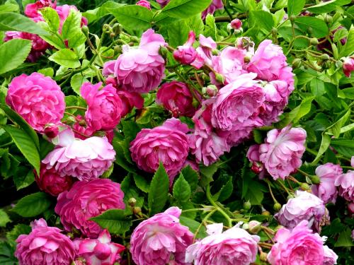 Чем отличается плетистая роза от вьющейся. Вьющиеся розы —, какие бывают сорта, описание с фото