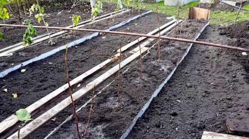 Когда сажать малину в подмосковье. Посадка малины в открытый грунт