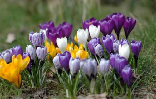 Клумба цветущая с ранней весны до поздней осени. Для дачи в цвету с весны до осени 07