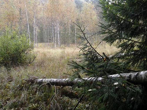 Растут ли грибы в пасмурную погоду. Как и когда растут белые грибы