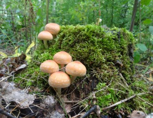 Виды опят ложные. Как отличить съедобные опята от ложных