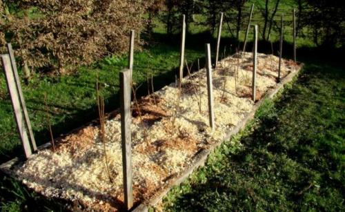 Когда сажать малину в подмосковье. Посадка малины в открытый грунт