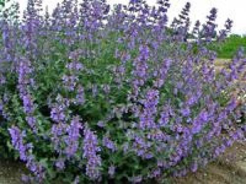 Клумба цветущая с ранней весны до поздней осени. Для дачи в цвету с весны до осени 21