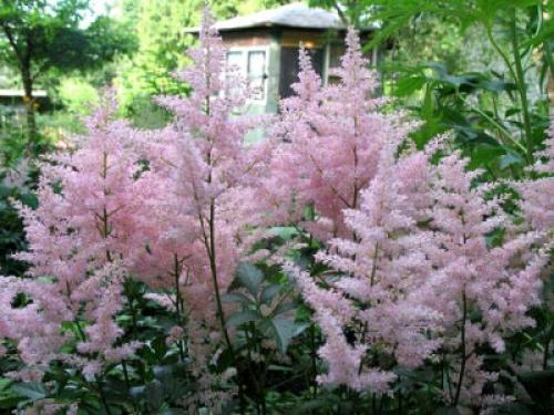 Чем подкормить астильбу осенью. Осенняя история неподражаемой астильбы 06