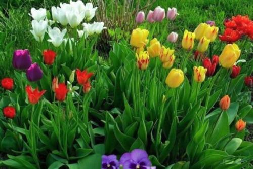 Как делить луковицы тюльпанов. Размножения тюльпанов, наиболее распространенным вариантом — луковицей