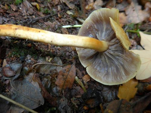 Королевские опята. Ложные опята и чешуйчатки. Фото.