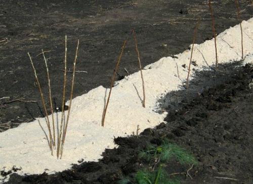 Как сажать малину ремонтантную. Ремонтантная малина – описание 03