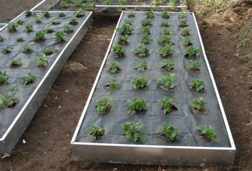 Как бороться со снытью на дачном участке. Как можно бороться со снытью на садовом участке