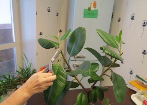 Как обрезать большой фикус. Обрезка каучуконосого фикуса