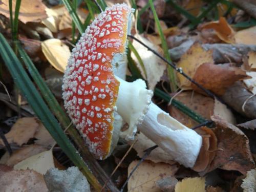 Какие грибы синеют при варке. Можно ли определить, есть ли среди грибов ядовитые, во время их приготовления