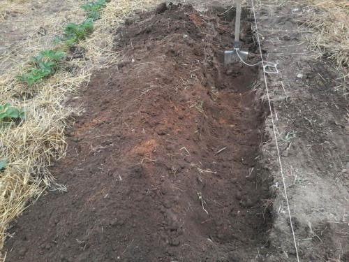 Когда сажать малину в подмосковье. Посадка малины в открытый грунт