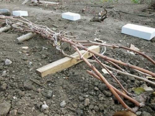 Когда укрывать виноград в ростовской области. Сроки укрытия винограда по регионам