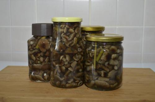 Сколько варить опята для маринования. Маринованные опята с уксусом – самый вкусный рецепт