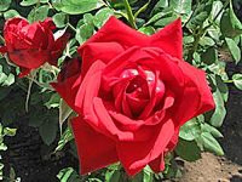 Клумба цветущая с ранней весны до поздней осени. Для дачи в цвету с весны до осени 22