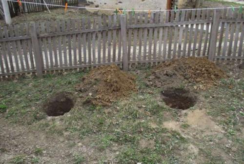 Когда сажать малину в подмосковье. Посадка малины в открытый грунт