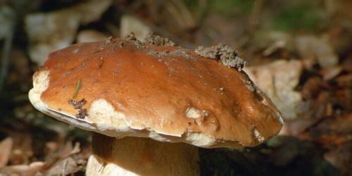 Белый гриб. Разновидности белых грибов (с фото)