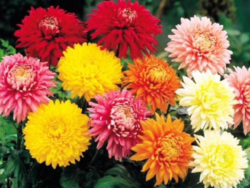 Надо ли обрезать хризантемы на зиму и нужно ли их укрывать, как розы. Какие сорта хризантем обязательно надо выкапывать на зиму и как сохранить их до весны.