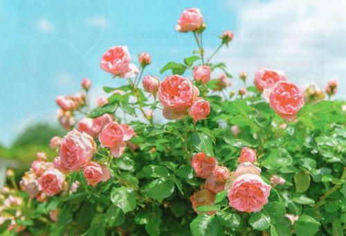 Марсония на розах. Черная пятнистость на розах: лечение и профилактика