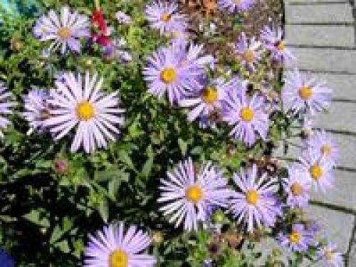 Клумба цветущая с ранней весны до поздней осени. Для дачи в цвету с весны до осени 24