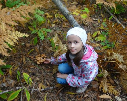 Виды опят ложные. Как отличить съедобные опята от ложных