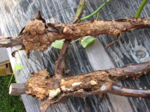 Утолщение на стебле розы. Бактериальный рак роз