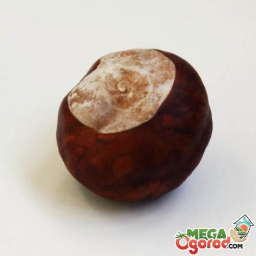 Росток каштана. Как прорастить каштан в домашних условиях?