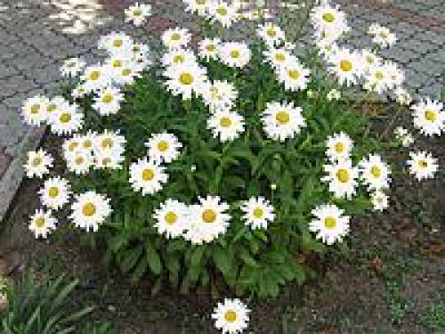 Клумба цветущая с ранней весны до поздней осени. Для дачи в цвету с весны до осени 25