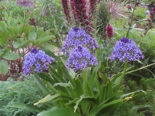 Клумба цветущая с ранней весны до поздней осени. Для дачи в цвету с весны до осени 09