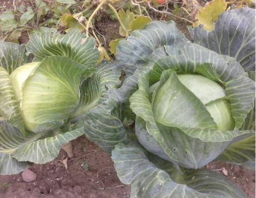 Сорта капусты для засолки и квашения. Лучшие сорта капусты для квашения и засолки