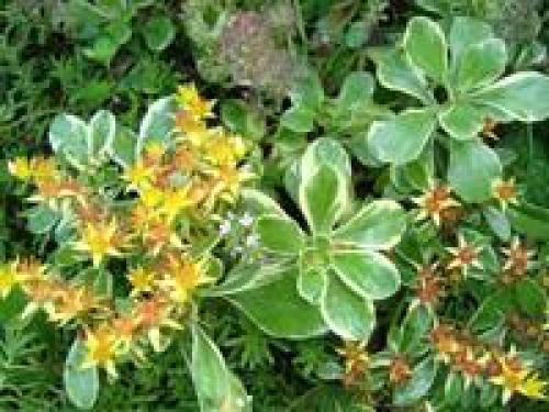 Клумба цветущая с ранней весны до поздней осени. Для дачи в цвету с весны до осени 20