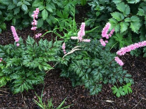 Подкормка астильбы в августе. Подкормка астильбы