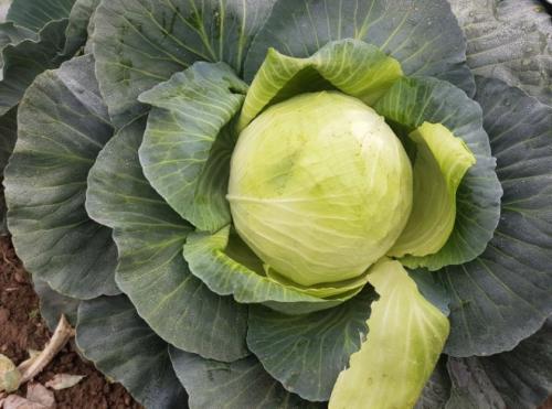 Капуста агрессор для квашения. Описание и характеристика сорта