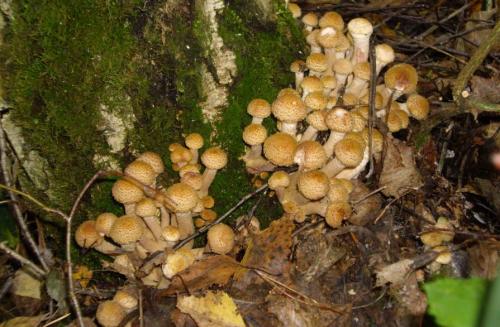 Виды опят ложные. Как отличить съедобные опята от ложных