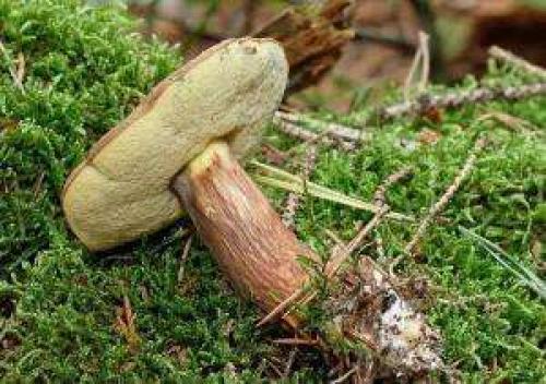 Что такое гриб польский гриб. Характеристика польского гриба 03