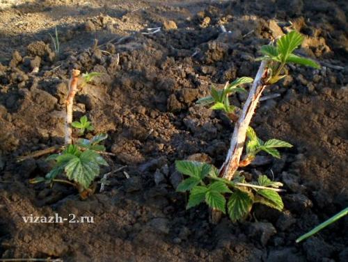 Как сажать малину ремонтантную. Ремонтантная малина – описание 02