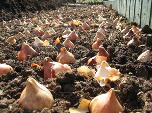 Когда высаживать луковицы тюльпанов. Об осенней посадке тюльпанов в землю