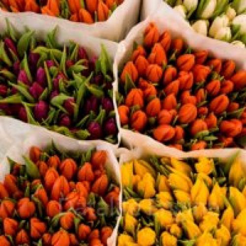 Как хранить тюльпаны после выкопки в домашних условиях. Когда выкапывать тюльпаны после цветения 06