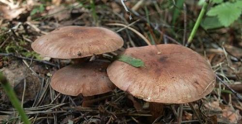 Пластинчатые съедобные грибы осенние. Съедобные и ядовитые пластинчатые грибы