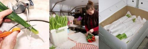 Как хранить тюльпаны после выкопки в домашних условиях. Когда выкапывать тюльпаны после цветения 08