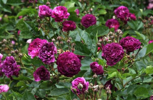 Чем отличается плетистая роза от вьющейся. Вьющиеся розы —, какие бывают сорта, описание с фото