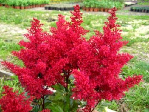 Чем подкормить астильбу осенью. Осенняя история неподражаемой астильбы 07