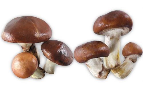 Сколько варить маслята. Как варить маслята