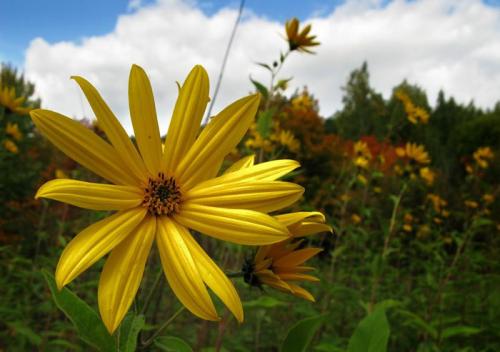 Как бороться со снытью на дачном участке. Как можно бороться со снытью на садовом участке