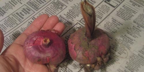 Как хранить детки гладиолусов до весны. Как правильно убирать луковицы