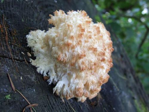 Белый гриб похожий на коралл. Описание ежовика коралловидного