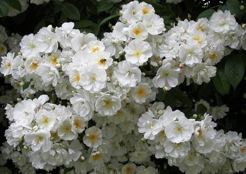 Чем отличается плетистая роза от вьющейся. Вьющиеся розы —, какие бывают сорта, описание с фото